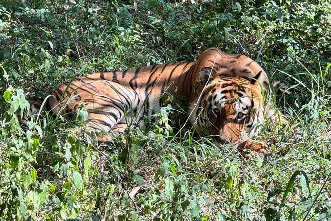 Satakosia Wildlife Tour